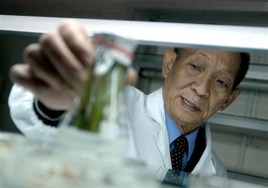 2003年11月，袁隆平院士在实验室观察杂交稻苗。